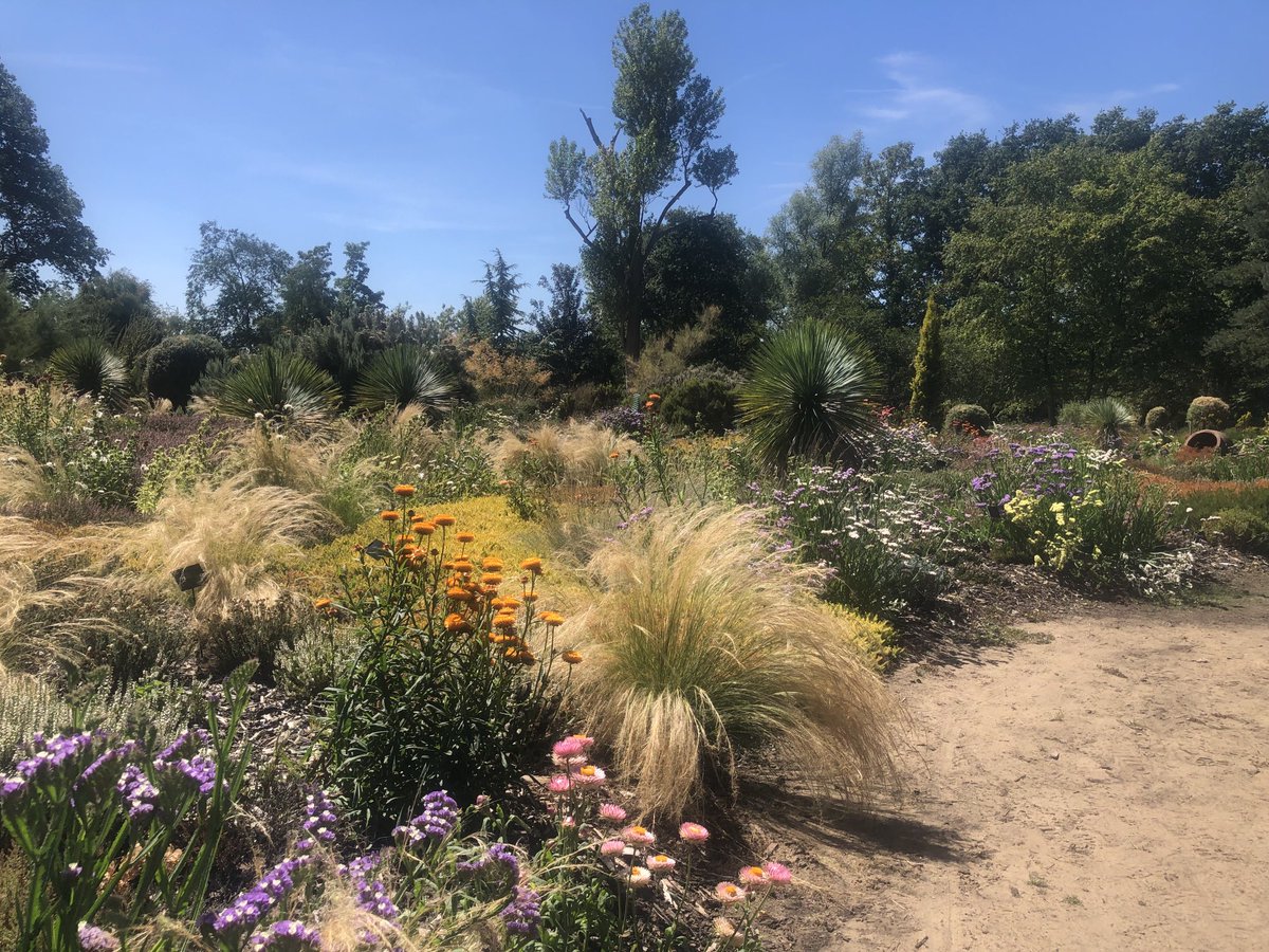 The grasses in the Pinetum near the StonePine cafe part of Wisley are standing up to the hot summer so far…⁦@The_RHS⁩ ⁦@RHSWisley⁩ #garden #grasses #plants