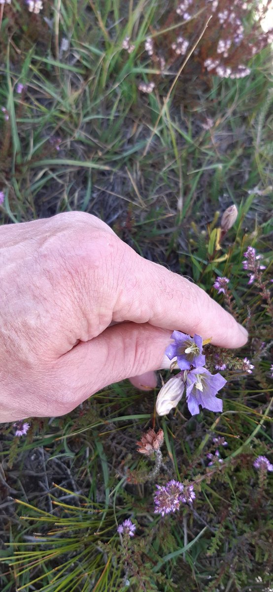 Tony Dyda (@thedyda) on Twitter photo At last marsh gentians and grass of parnassus at gors goch, little beauties. Thanks to Nigel Brown and Steve Culley for the grid refs etc ๐ <a href="/muliernatura/">Vicky</a> <a href="/chrishindle/">Christian Hindle</a> <a href="/Zoobirder/">Stephen Culley</a> At last marsh gentians and grass of parnassus at gors goch, little beauties. Thanks to Nigel Brown and Steve Culley for the grid refs etc ๐ <a href="/muliernatura/">Vicky</a> <a href="/chrishindle/">Christian Hindle</a> <a href="/Zoobirder/">Stephen Culley</a>