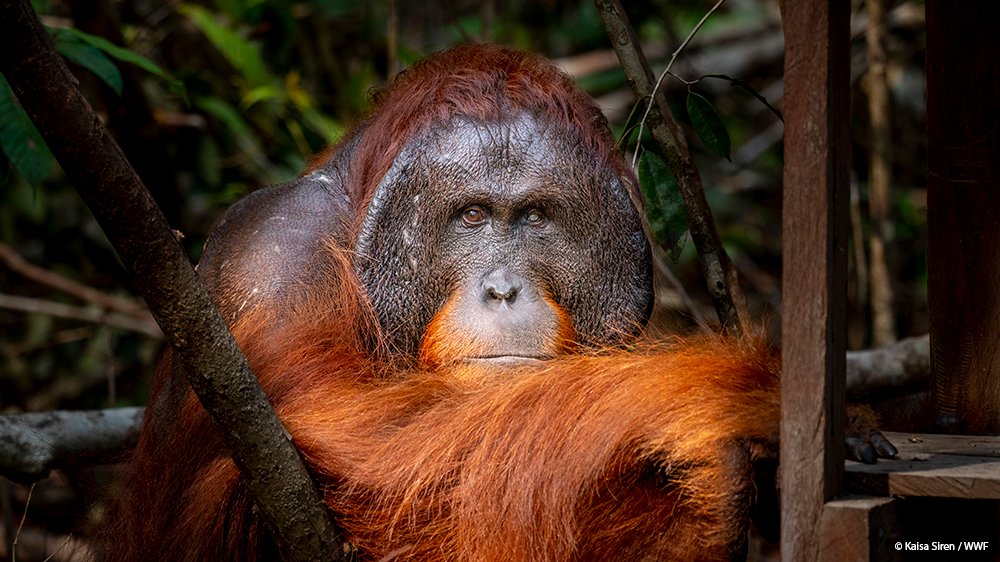 Happy #WorldOrangutanDay! Did you know fruit makes up about 60% of the orangutan’s diet? Some of their favorite foods include lychees, mangosteens, mangoes, and figs. Learn more: wwf.to/3wbMWh1.