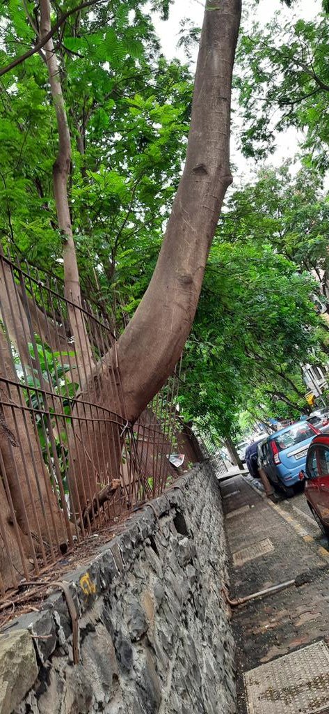 DHAVALM80060503's tweet photo. @mybmcWardRS @mybmc 
Tree in dangerous condition which can fall anytime, it will fall on moving road &amp; premise of Parmanand Jethanand Pancholiya High School  at Mahavir Nagar, Dahanukarwadi kandivali west Near Axis Bank. School children life is at risk if it fall at working time. https://t.co/XRtECB7X55