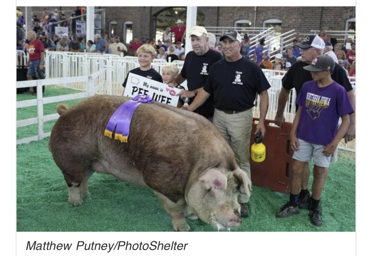 Iowa State Fair Big Pig contest, Pee-Wee Wins. After being fed over 3-doz cream-filled long johns and up to five gallons of whole milk every day for 2 months. So for a friggen’ trophy , let’s feed an animal foods that make them sick, overly obese, barely able to walk???