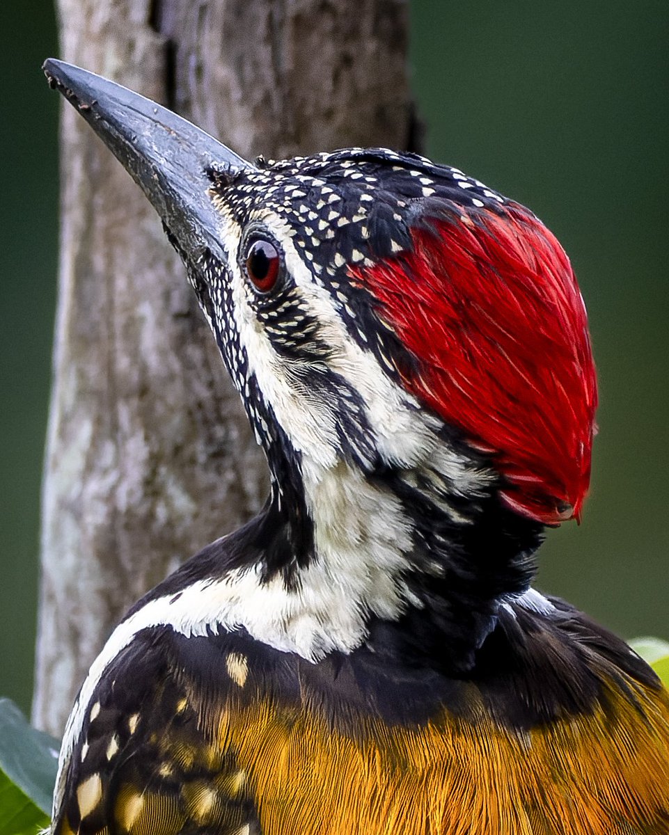 iamgraphik's tweet photo. A photograph has the power to explain what even words fail to explain. Have a wonderful #worldphotographyday folks 📷 happy clicking and happy sharing #commonflameback #commingoldenback #indiAves #birding #birdphotography #BirdTwitter #birdwatching https://t.co/tJpojJOxdk