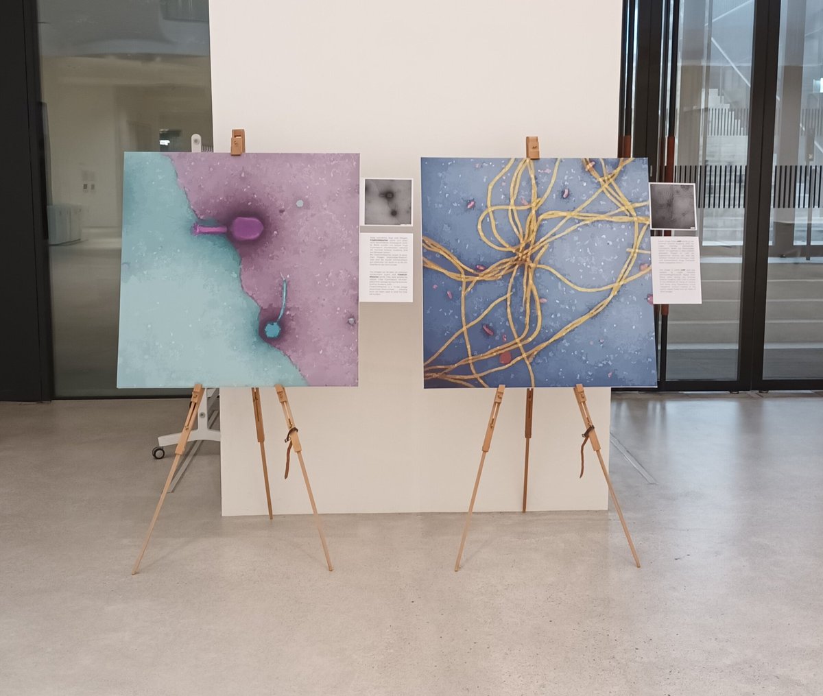 Miro Plum (@plumifym) on Twitter photo Nice little exhibition at the Biozentrum by @fabi_est_ and <a href="/AHarms485/">Alexander Harms</a>
Always surprising to see how diverse Bacteriophages are. Nice little exhibition at the Biozentrum by @fabi_est_ and <a href="/AHarms485/">Alexander Harms</a>
Always surprising to see how diverse Bacteriophages are.