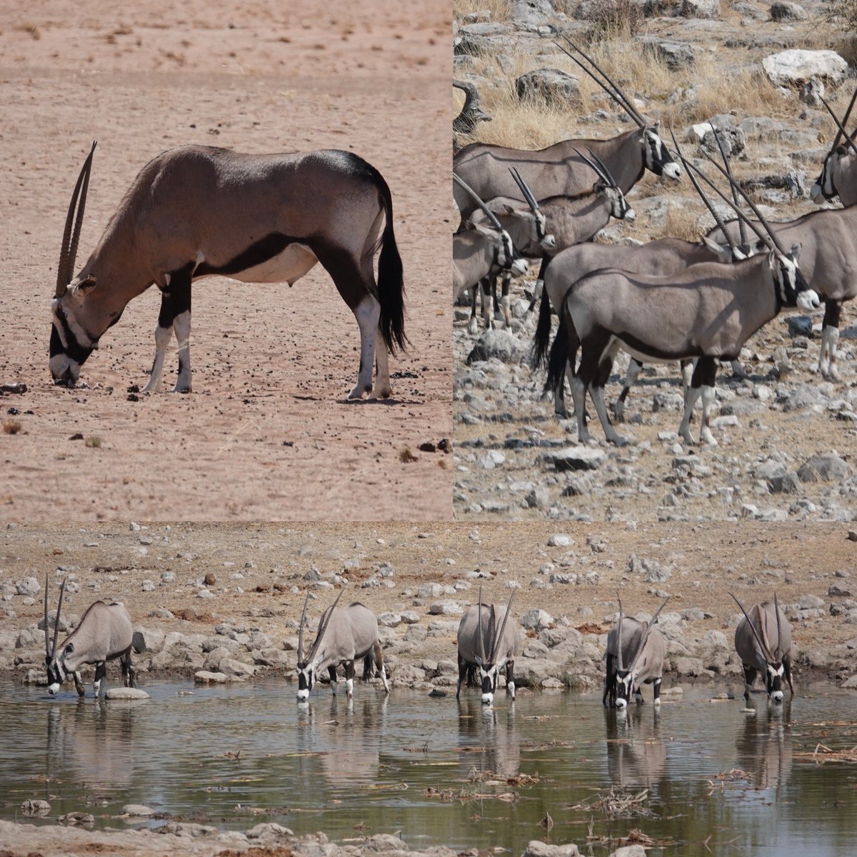 Koen_van_Velsen's tweet photo. The Oryx is the national animal of Namibia with striking stripes and unicorn-like horns #seenamibia https://t.co/a37XTabudQ