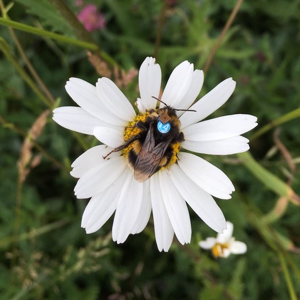 chris_pull's tweet photo. Brainy bees are more efficient foragers in spring when floral resources are abundant, suggesting rich, complex environments are equally as strong drivers of cognitive evolution as harsh ones. Read more in our new @CurrentBiology paper out now: https://t.co/VYcf5YF2aT https://t.co/0COiKPF2iF
