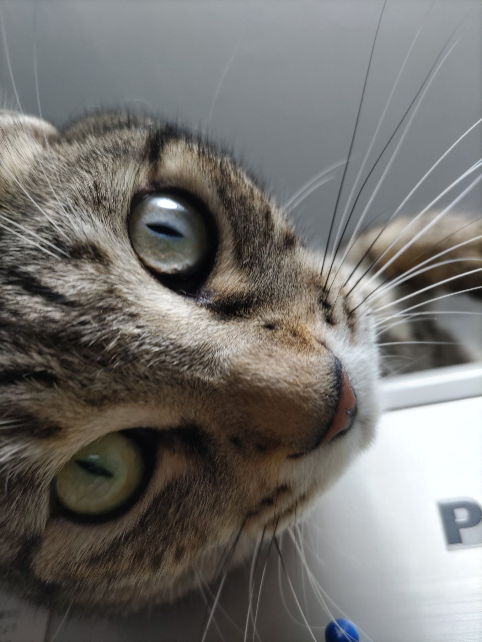 キジトラ猫 Kigineko8 Twitter