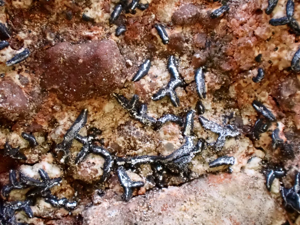 April Windle tweet media