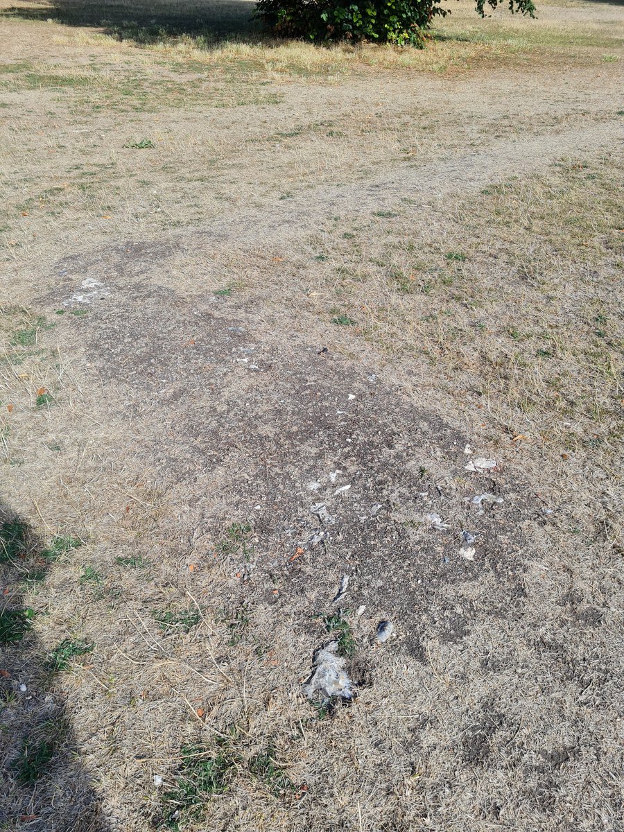 ejloveday's tweet photo. Parch marks out in force in the Abbey orchard &amp; the part of me that studied archaeology 20 years ago had fun following them! @Tess_Machling should we worry that topsoil is eroding down to (presumably) demolition rubble? I'm assuming it's all been pretty thoroughly dug before..? https://t.co/u7G1npsxZD