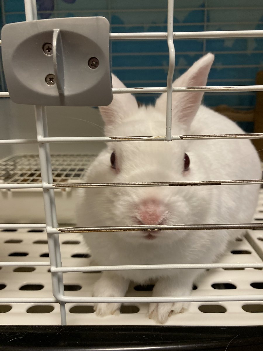 usagilove0909's tweet photo. #うちのペット  #うさぎ  #🐇 #白うさぎ  #ミックスラビット https://t.co/6xP5hjYZkN