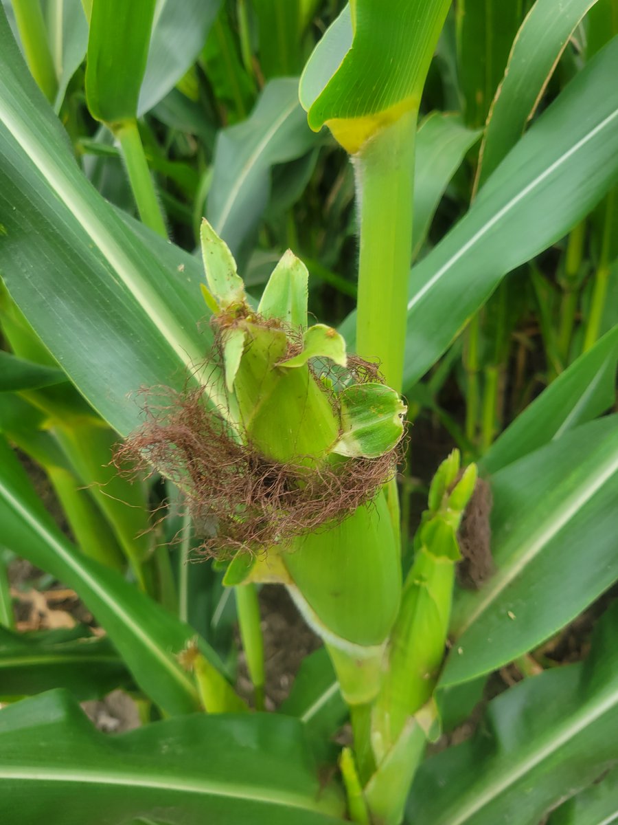 ilcorn's tweet image. A story from Grandma Pat's corn! 8.14.22
My corn silk is now all brown which means that it has pollinated each little kernel of corn. Grandma &amp;amp; I won't grow any taller. We are in milk stage moving into dough in Northern IL.  #ilcorn #FarmLife #northernil #Illinois