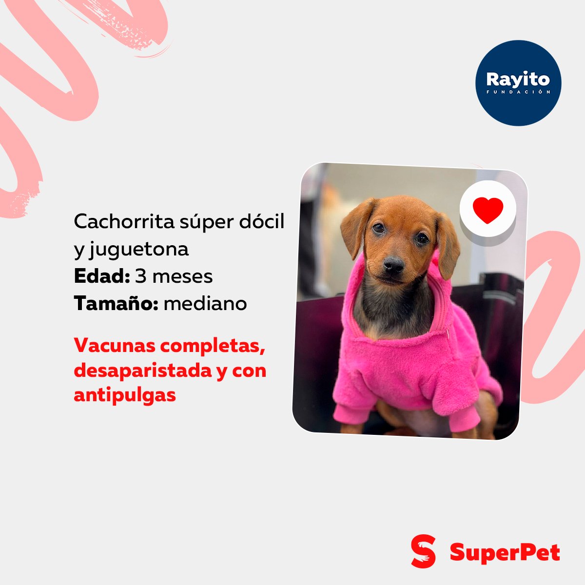 SuperPet_pe's tweet photo. Chilli, Sarnie y cachorrita https://t.co/rOV7J18D23