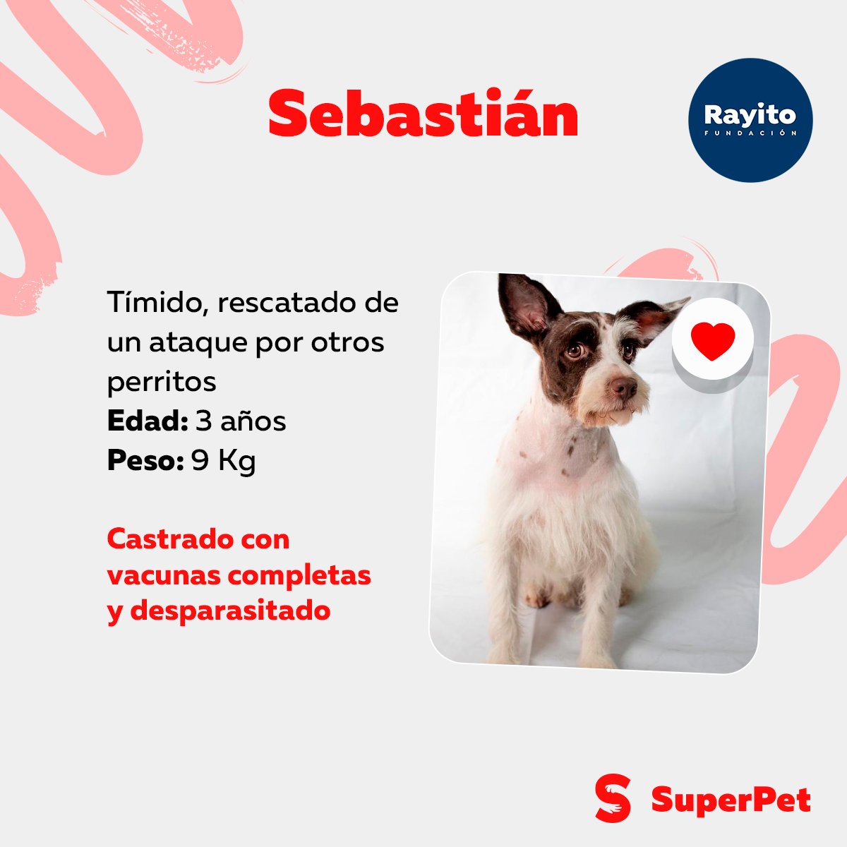 SuperPet_pe's tweet photo. Tainy, Sebastián y cachorrito https://t.co/uhgaoJnY5H
