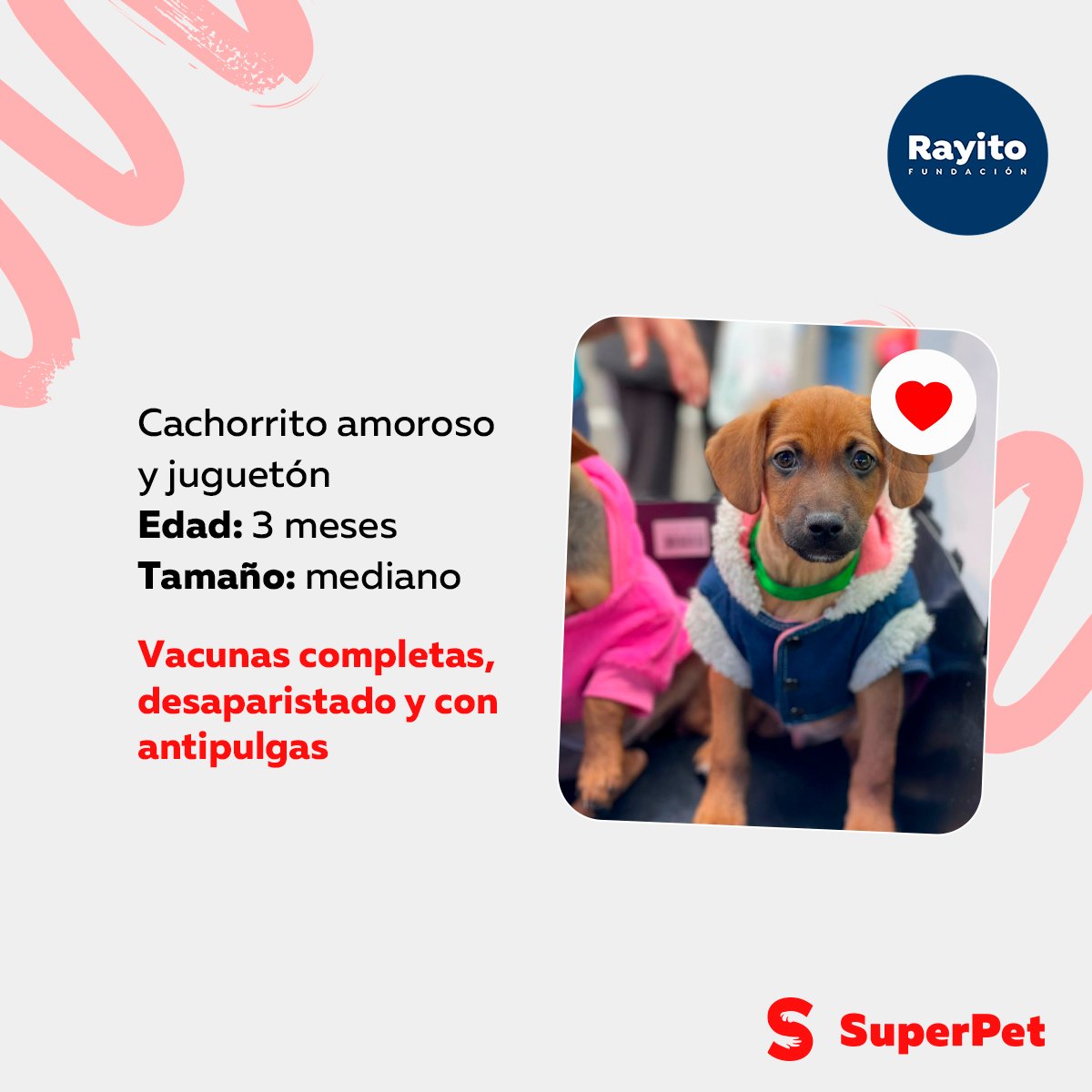 SuperPet_pe's tweet photo. Tainy, Sebastián y cachorrito https://t.co/uhgaoJnY5H