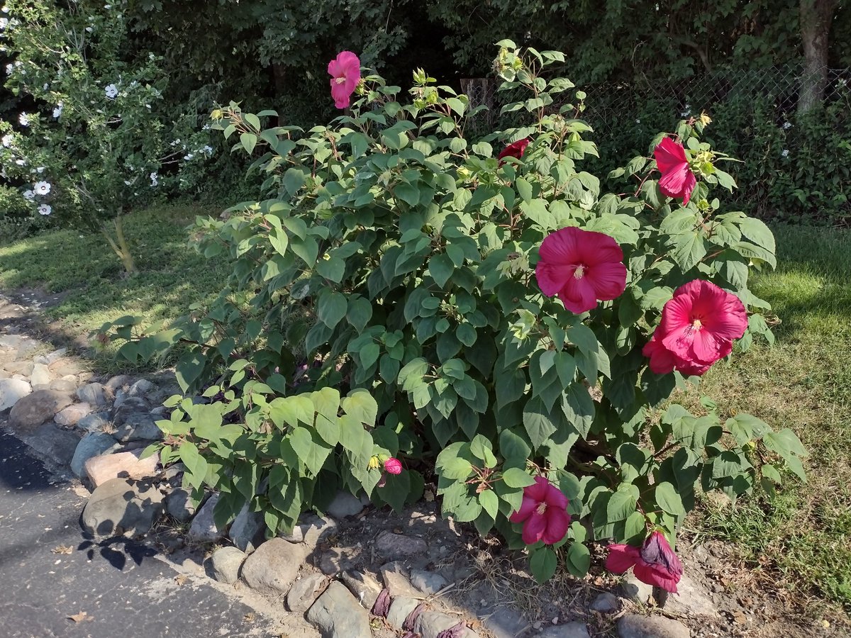 robinb19's tweet photo. Good Morning. I believe this will be her last blooms! She has given me great joy this year. #hibiscus #art #flowers #gardening #mtphoto https://t.co/TmkHZlY9Zt