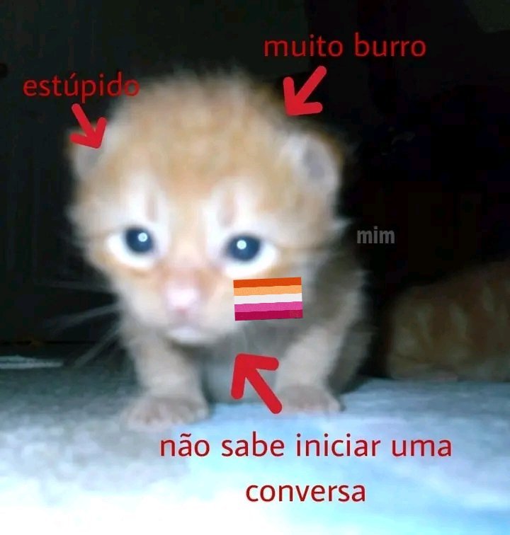animaizinhos com a bandeira lésbica⚢ (@foriesbian) on Twitter photo 