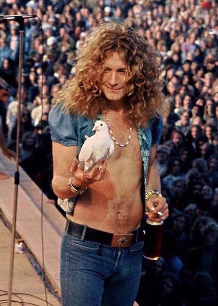 Happy birthday Robert Plant! This dove flew into his hand during a concert in 1973  James Fortune 