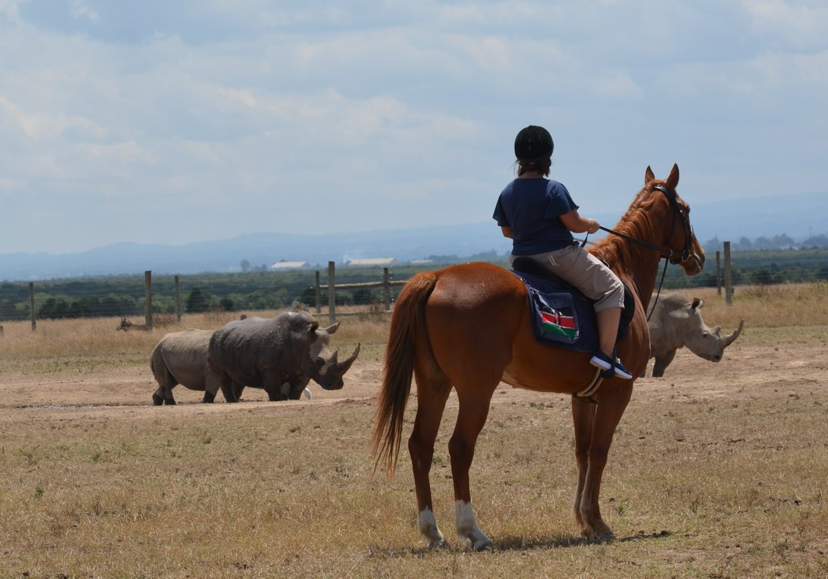 serenahotels's tweet photo. Imagine spending the day on horseback riding with rhinos while staying at #serenasweetwaters! These rides will take you on a journey through a predator-free area set aside by @olpejeta for the recovery of the northern white rhinoceros and a myriad of plains game. https://t.co/Vo9IDOYN9g