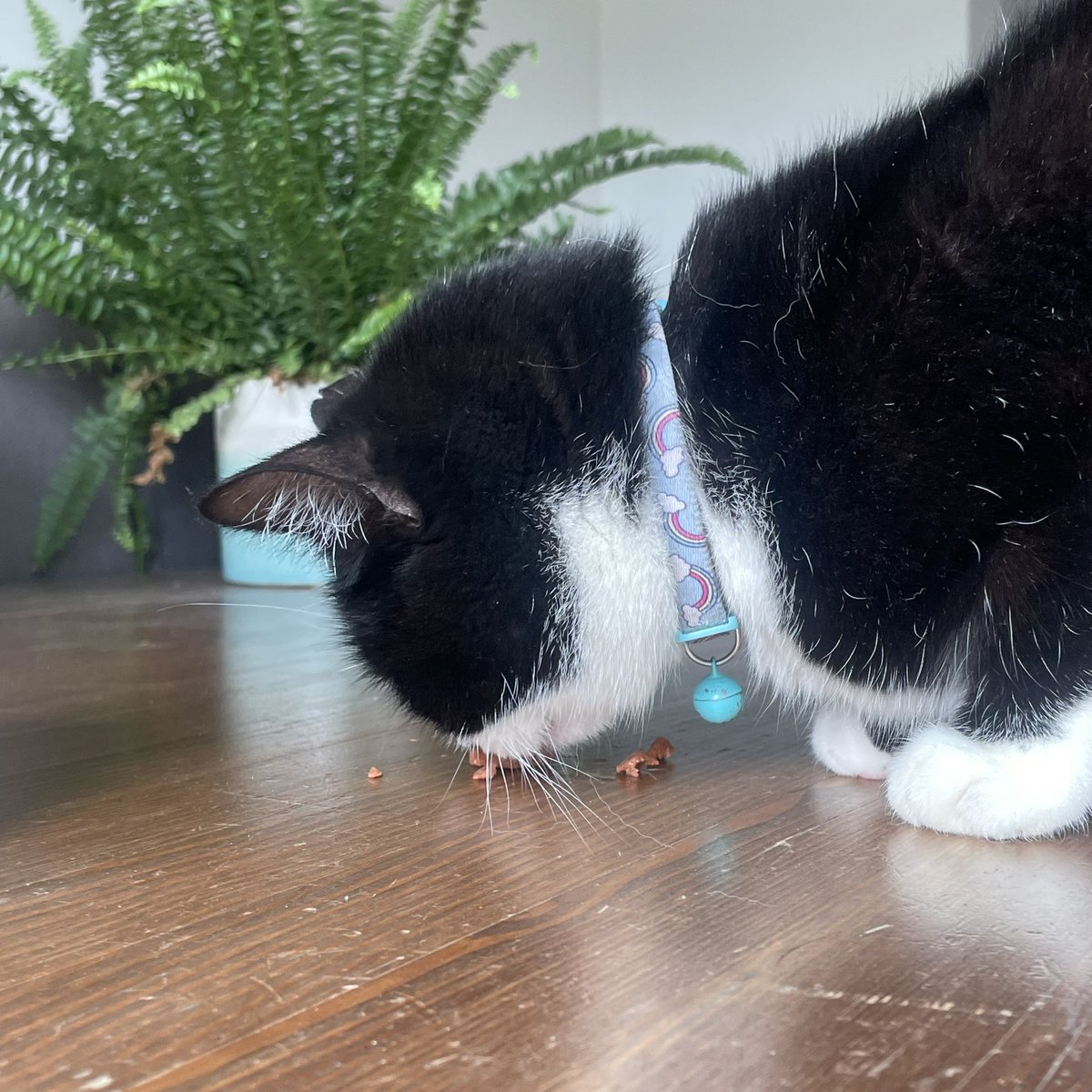 Eng1170's tweet photo. Neighbour has a greyhound, at some point Mrs S has ended up with a couple of dog bic’s in her pocket after a walk. Put on the table to be given back to the  pup, but this thieving wee toe-rag has just found and scoffed them! 
#greedycat #CatsOfTwitter https://t.co/MTBMJ92t9F
