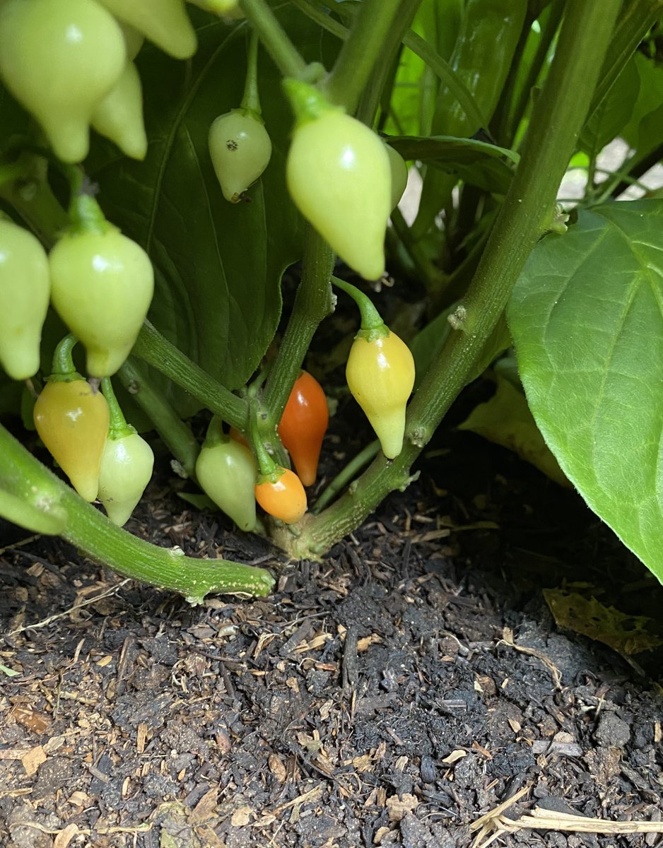 RedMieIOM's tweet image. Biquinho or ‘Little Beak’ peppers starting to ripen, known as ‘Sweety Drops’ when pickled and great with seafood or pizza 😋 #chillifarm #iomfoodanddrinkfest #iomfoodanddrink #iomproduce