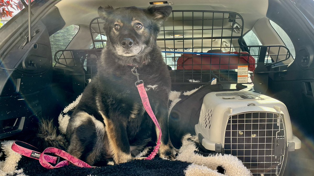 Ninjarale's tweet image. Two weeks later, after a very successful Summer Conference and Educational Leadership Academy, the dog and cat are back in the (still very full car) and are on their way home! Enjoy the rest of your summer, @albertateachers! #ATASumCon #ELA2022 @ata_pd @ATAindigenous