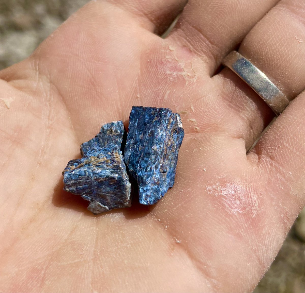 The bone in the Mussentuchit is typically jet black but when it’s been sitting on the surface it sometimes pales to a stunning shade of cobalt blue. #dinodig22 #FossilFriday