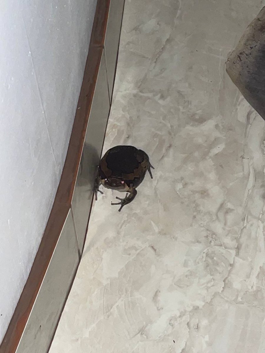 ivand0ta2's tweet photo. @indiGoKidsNFT i see only toads in here but look at this queen
#indigobuglist 
@0xfiurf 
@0xIronBoots 
@UubzU https://t.co/IwNO3KKRdj