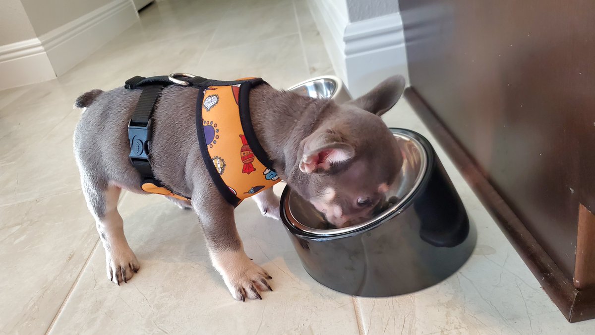 ZeusKnows1's tweet photo. Luv my bowl, slanted for Frenchies!!
#friyay #zeasknows #frenchbulldog #frenchiesofinstagram #frenchielove #frenchiesociety #frenchiecrew #frenchiefriends #frenchieadventures #frenchieaddict #cutestfrenchie #puppylove #puppyoftheday #puppyfun
Products @ https://t.co/2sMfnAf46G https://t.co/OznDPS7t9Z