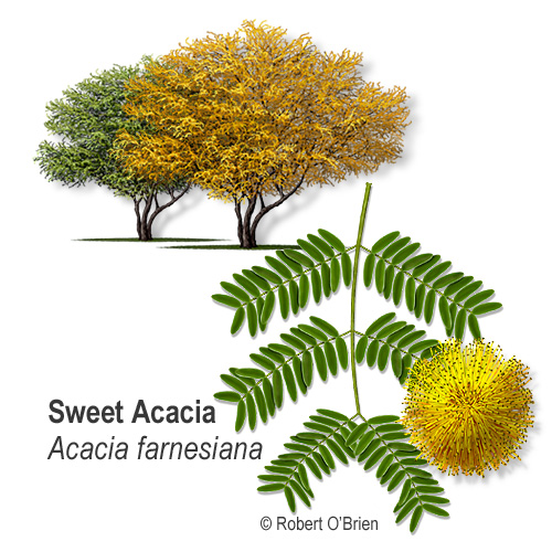 TXForestService's tweet photo. #DYK flowers from sweet acacia trees were collected to manufacture French perfumes in the 19th century? These common small trees have like green foliage and are widespread in South Texas. They also store over 1 million tons of carbon in Texas forestlands. #SpeciesSpotlight https://t.co/tij9MATKps