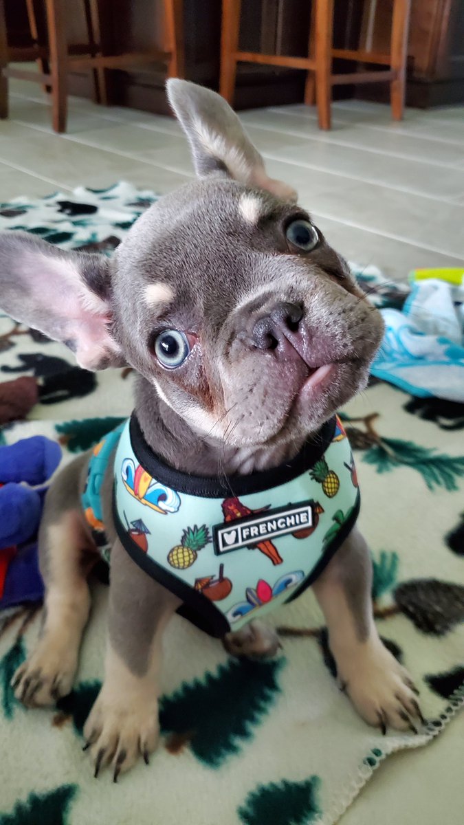 ZeusKnows1's tweet photo. Am I Cute or what? Happy Friday Friends!!
#friyay #zeasknows #frenchbulldog  #frenchielove #frenchiesociety #frenchiecrew #frenchiefriends #frenchieadventures #frenchieaddict #cutestfrenchie #puppylove #puppyoftheday #puppyfun https://t.co/WplxPn5CTQ