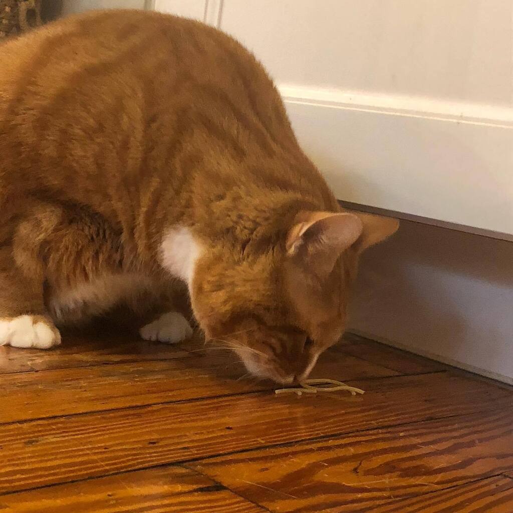 drparrsays's tweet photo. Kelly Cat tried spaghetti last night. Lasagna is probably next, which means he’s one step closer to his idol @garfield. #kellycat https://t.co/63Hh5eyu6a https://t.co/BfUch4Worb