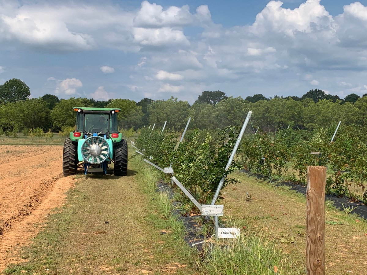 Have you scouted your blackberries recently? 

Late summer means cane and leaf rust or leaf spot diseases in blackberry. High humidity, rain, and high temperatures drive these issues. We’re having to spray our plants down in Hope, AR, and yours may need a fungicide too!
#uaexHORT