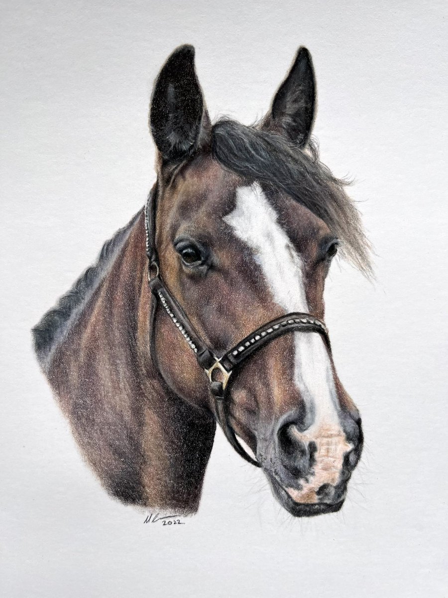 I dropped off this very special portrait today so I can now share with you all. This lovely mare is Hillary who belongs to a good friend of mine. She’s a lovely horse and a real character - I really enjoyed drawing her ❤️ #equestrianart #petportrait #horse #horseriding