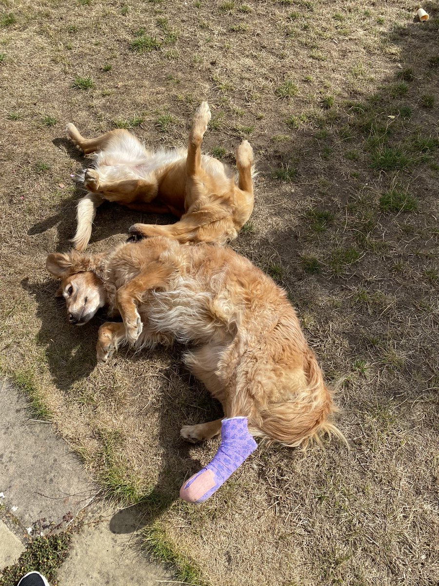 We’ve gone from Pink, to Blue and today I got myself some lilac with paw prints!! Bonnie is being very supportive 😂