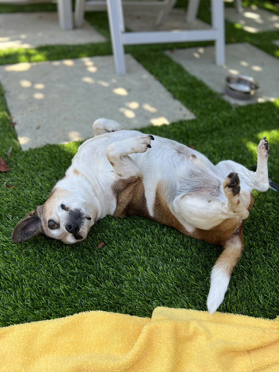 falkdal's tweet photo. @Muttville Another Muttville Paul[ie] was so excited to meet his counterpart he did a little upside down shimmy! Congrats - Muttville Paul themed dogs are the best! https://t.co/Wi6MkGSSqu