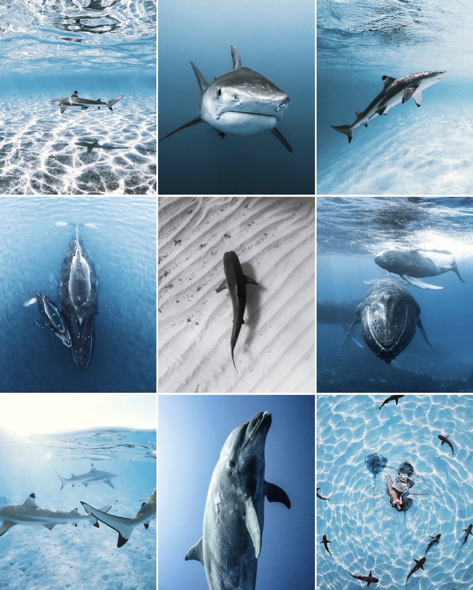 Kori Burkhardt tweet media