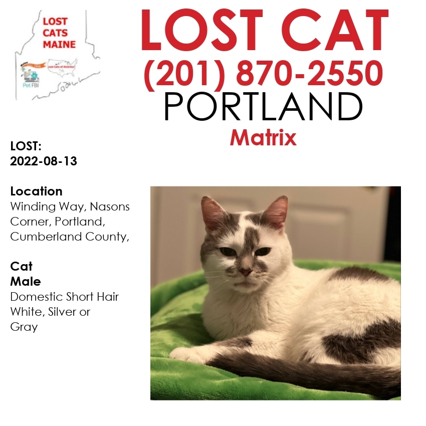 LostDogsMaine's tweet photo. #Lost  #Cat - 
Date Lost:  2022-08-13 
 Cat's Name: #Matrix 
Breed of  Cat:  Domestic Short Hair 
Gender:  Male 
Closest Intersection:  Winding Way, Nasons Corner, Portland, Cumberland County, ME, US, 04102. #ME 
Zip Code:  04102 
Color:  White/Silver or Gray  
 Cat 's Age:  11 https://t.co/GMIX79dNHK