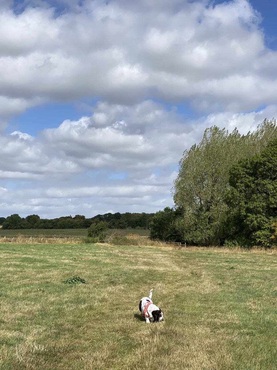 Country Dervish tweet media