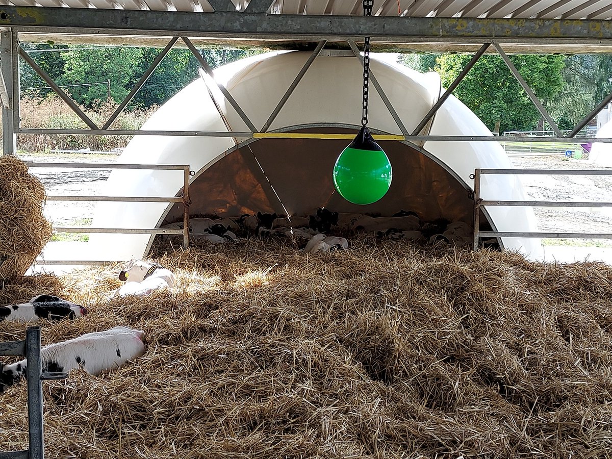 150 calves in at 2.30. Fed and relaxing by 4! Nor all 150 but 15 were! Still a few to go.