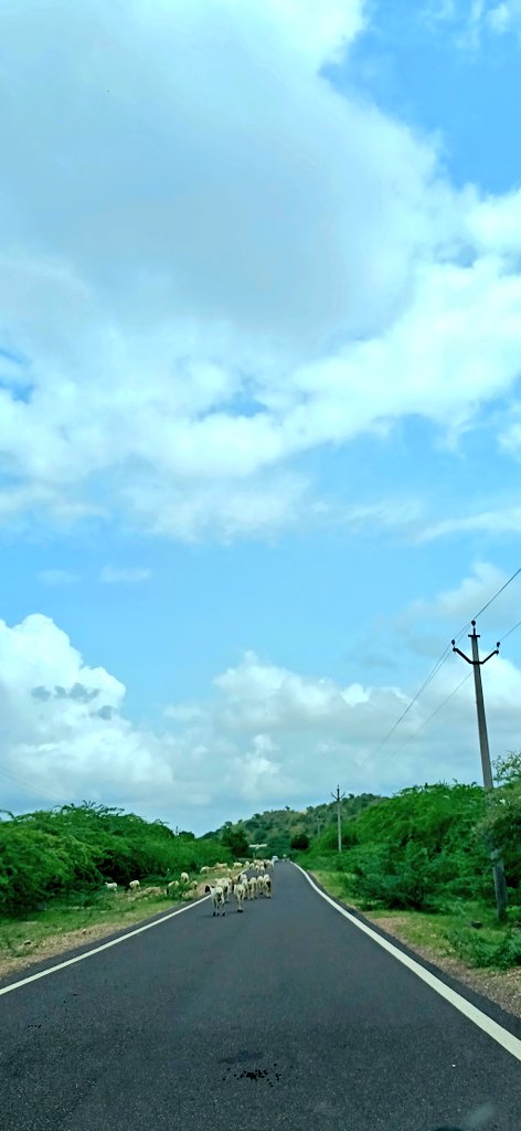 DrGariiMis's tweet photo. Baba white sheep going on the street...
#highwayphotography https://t.co/woMlU5hQfr