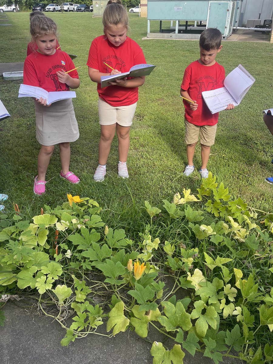 SouthElementar1's tweet photo. Did you know that South has our very own pumpkin patch??? Mrs. Scott’s 2nd grade class made pumpkin predictions today!! They can’t wait to see the life cycle of a pumpkin unfold right before their eyes! 🎃🌱#bestschoolever #mightymustangs #pumpkinpatchfun @JMCSchools @suptking https://t.co/xdBMrPT8Yc
