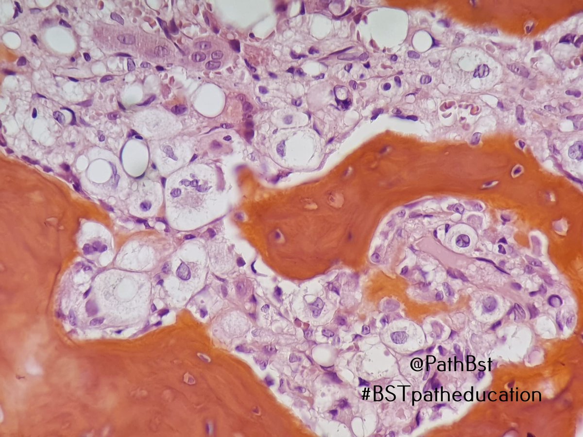 BST Path Education tweet media