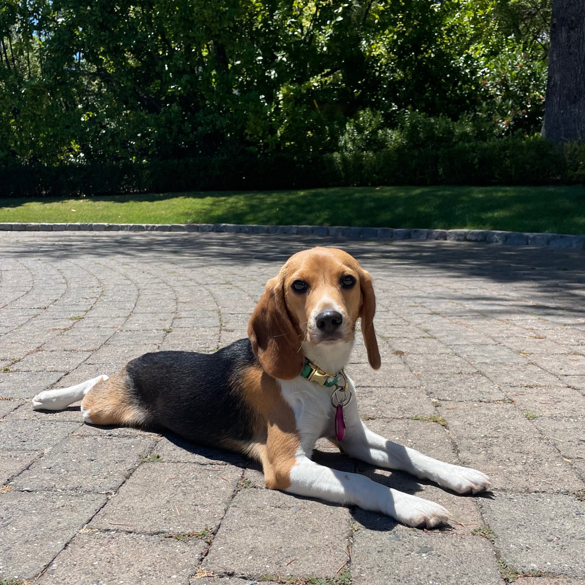 david friedberg tweet media