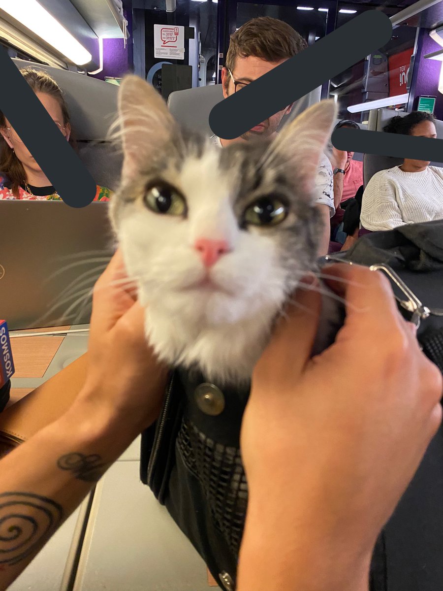 SapinLeChat's tweet photo. 🐣 https://t.co/rFuJstdPqo