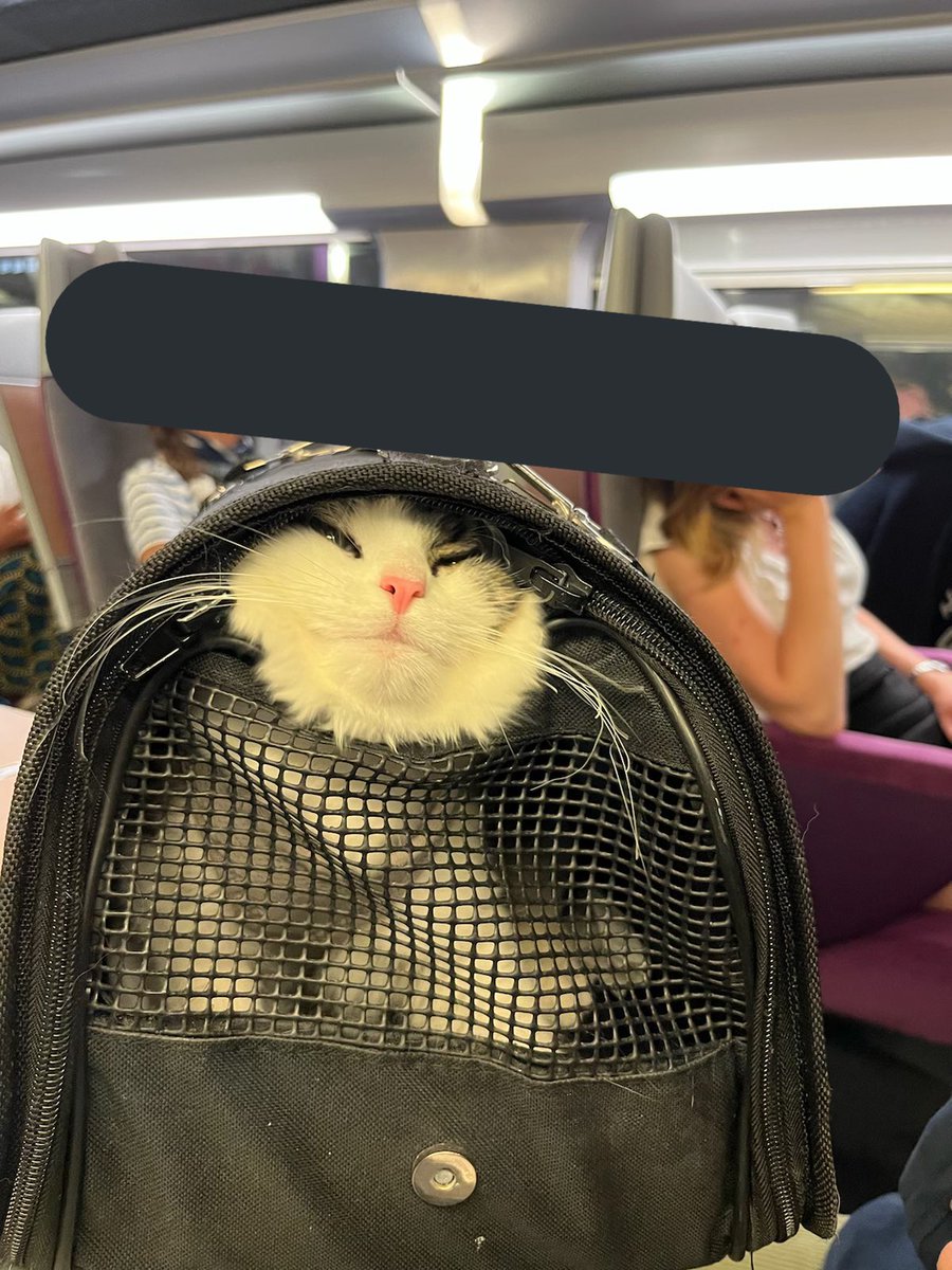 SapinLeChat's tweet photo. 🐣 https://t.co/rFuJstdPqo