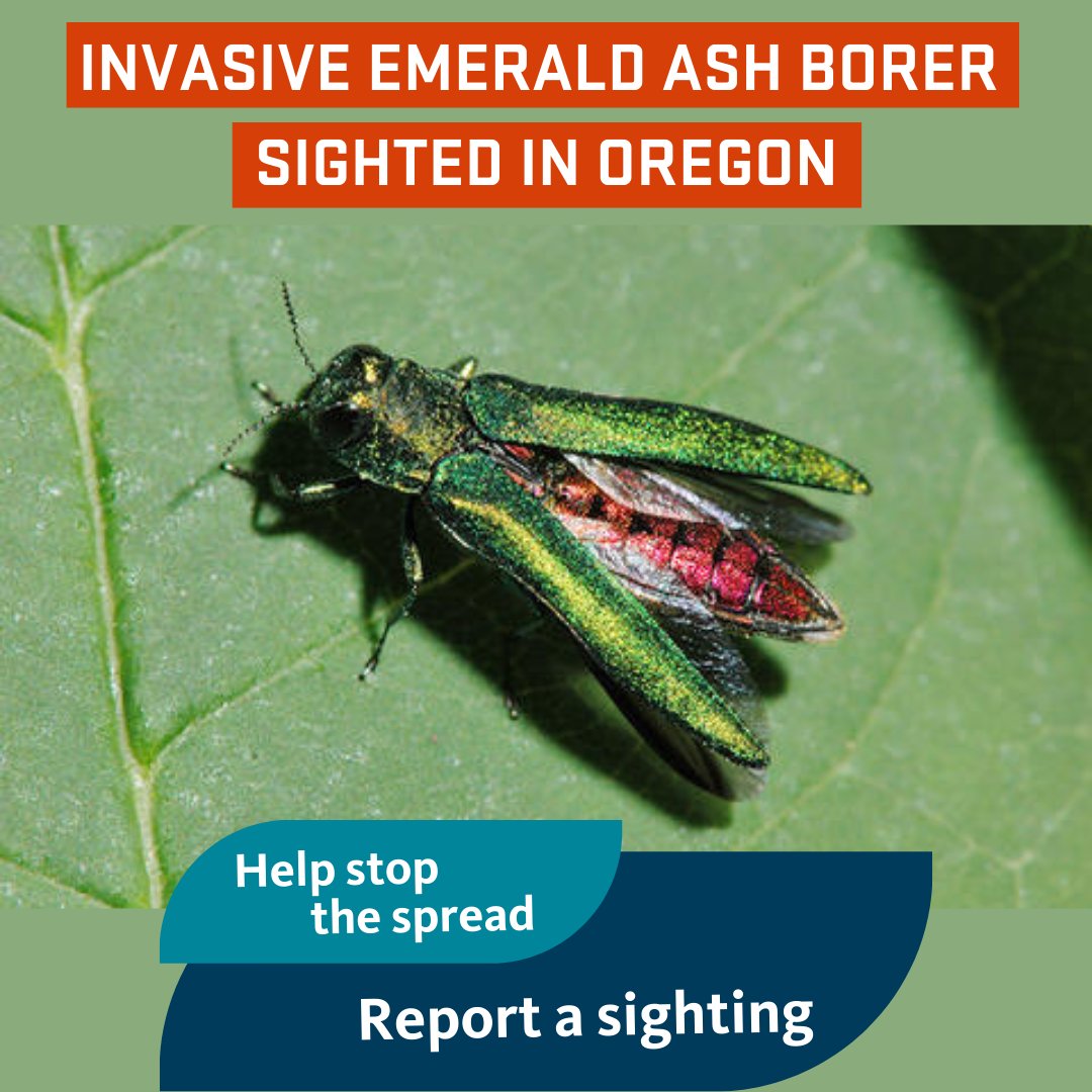 Oregon IPM Center tweet media