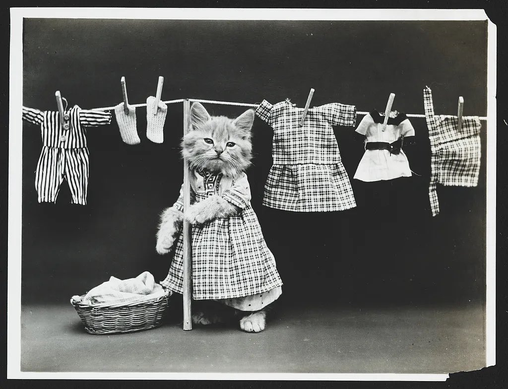 _bakedbeans's tweet image. look at these