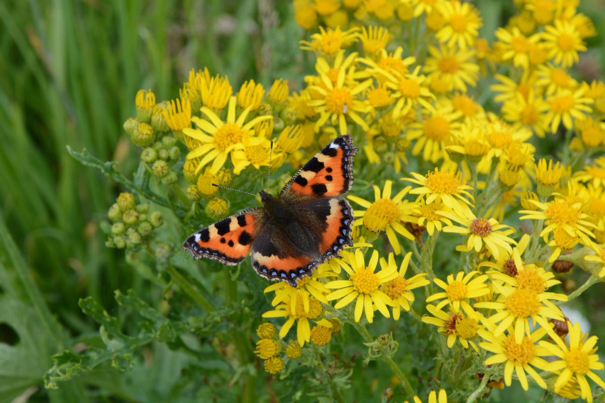 Help choose a variety of projects to improve our natural environments. Earlier this year communities were asked for ideas to help improve nature and biodiversity. Now you can choose five ideas to be delivered using money from the Nature Restoration Fund. ow.ly/leq950Kn7JO