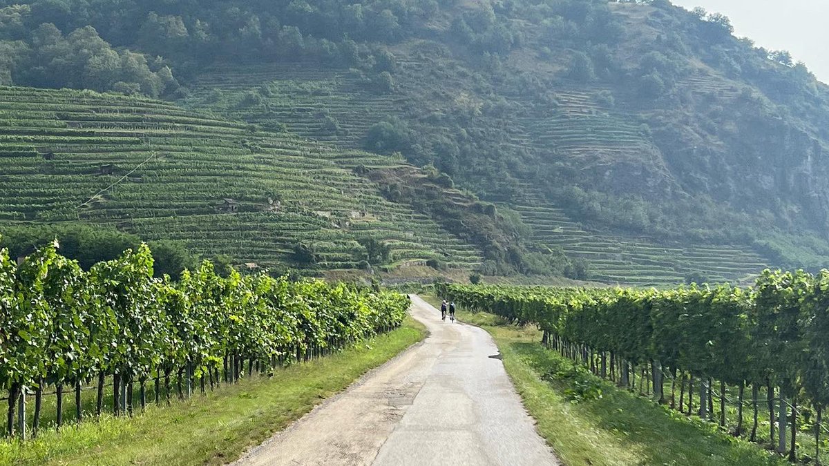 alexandermilas's tweet photo. Rolled into Vienna after a very hot and humid day in this beautiful country — the vineyards were stunning. I’m a little broken and on top of the world. May have a beer. #heavymetalcycling #danubecyclepath #vienna #austria https://t.co/cwo90C5v78