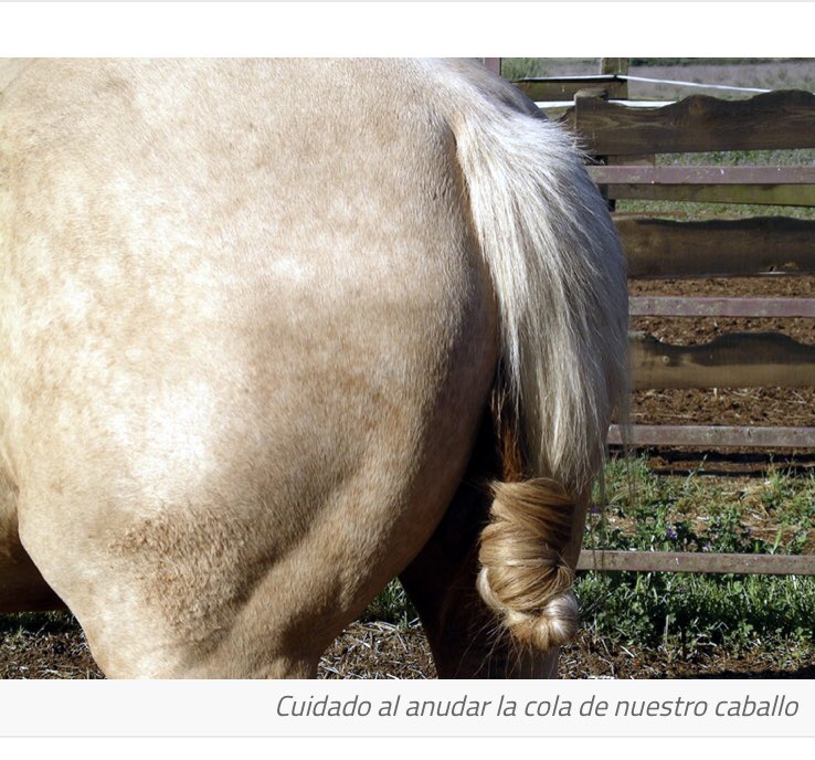 caminodomar's tweet photo. Anudar la cola del caballo… una costumbre ancestral.
En este caso, heredado de los #Alanos?🤔 https://t.co/eZgWgsvLmF