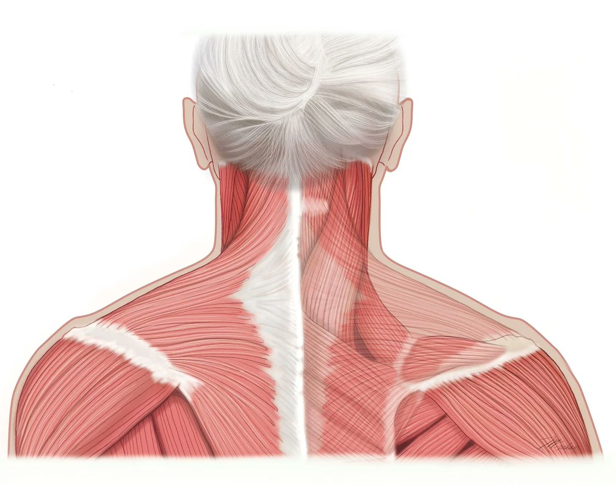 Medillustrates's tweet photo. Michele Graham is a Board Certified Medical Illustrator with 17 years of experience.
Explore her portfolio: https://t.co/MIcNQ2lzVI
#medicalillustrator #medicalillustration #facialmuscles #ultrasound #hypertension #cardiology #neurospace #neurology #muscles #anatomy https://t.co/uG4jRCds6J